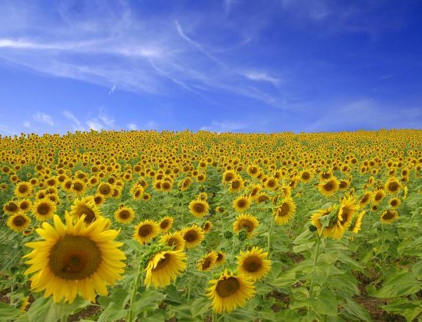 Tag på en solrig ferie til udlandet her