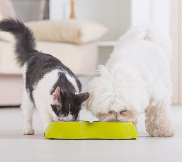 Super udvalg med udstyr til kæledyr