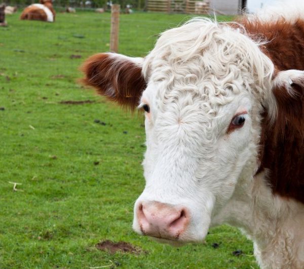 Spar på miljøet og rejs noget mindre