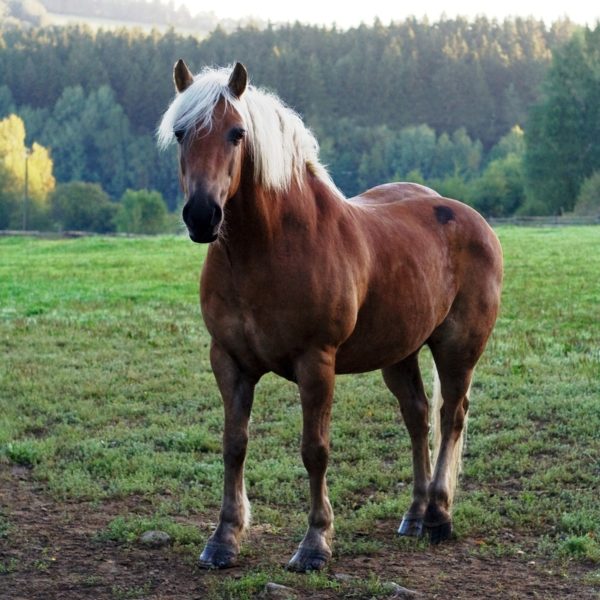 Dette kræves når du anskaffer egen hest – bliv klogere på udgifter og rutiner her.