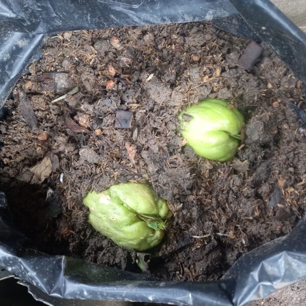 Produkter til at styrke havens planter på en bæredygtig måde